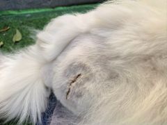 -北京派仕佳德动物医院·超导核磁·CT·神经科·骨科·内外科·急重症管理中心