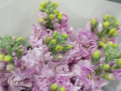 -淘花源花艺鲜花店 开业花篮 绿植(南部商务区店)