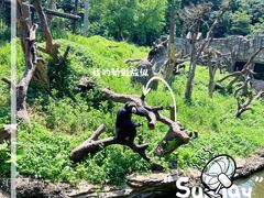 -广州长隆野生动物世界
