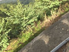 -白云山风景名胜区