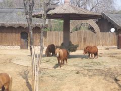 -石家庄市动物园