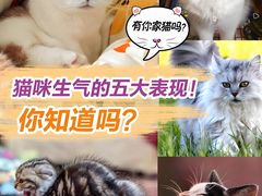 -lincat·猫舍(广州店)