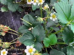 -胜丰草莓采摘园