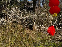 -镇江市南山风景名胜区竹林景区