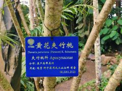 -西双版纳原始森林公园