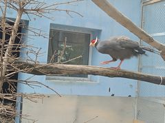-青藏高原野生动物园