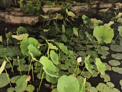 -陕味食族油泼面·小炒盖码面(双榆树店)