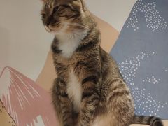 -滚猫咖啡·猫咖·猫友好撸猫(未来城店)