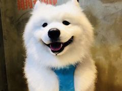 -八公叔叔宠物美容连锁(春申店)