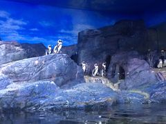 -暹罗海洋世界