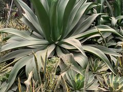 -呀路古热带植物园