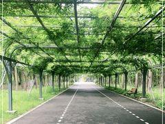 -东平国家森林公园