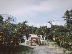 -柑橘农场