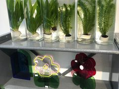 -植物学家的女儿(北马道巷店)