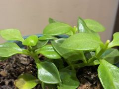 -梁溪河畔·吉府花园(南长街南下塘店)