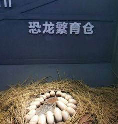 -恐龙探索乐园(磁器口店)