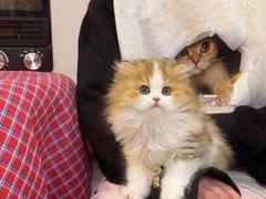 -猫十亿·布偶金渐层·曼基康矮脚猫舍(青年路店)