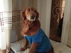 -暖阳宠物医院·犬猫康复中心·骨科