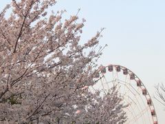 -顾村公园