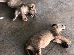 -秦皇岛野生动物园