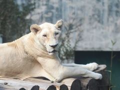 -泉州海丝野生动物世界