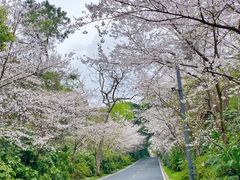 -武汉大学-樱园