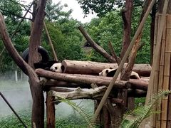 -都江堰中华大熊猫苑