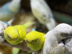 -青石桥花鸟鱼虫市场(叠翠城店)