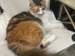 -玫瑰咖啡(中山六路店)