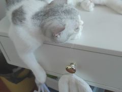-中农国际动物医院24小时·猫科·骨科·急重症中心