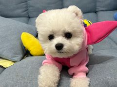 -小呆的宠物店·宠物售卖·宠物寄养(城西店)