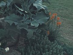 -深圳仙湖植物园