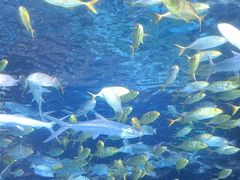 -太平洋海底世界