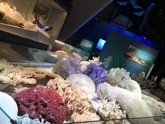 -贝林大翅鲸简餐厅(国家海洋博物馆店)