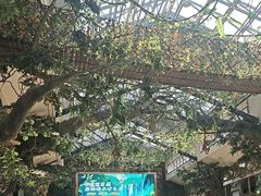 -呀诺达热带雨林
