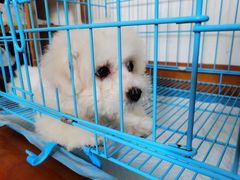 -翊宠yipet猫狗购宠庄园犬舍•猫舍