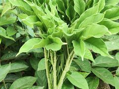 -中国科学院西双版纳热带植物园