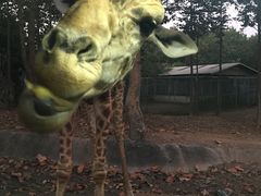 -清迈夜间动物园