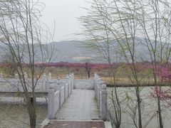 -灌云梅园景区