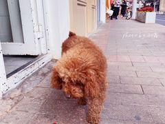 -茶是一枝花泡茶店