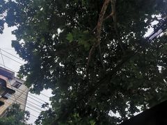 -长药唐师乐山油炸(石人直营店)