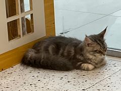 -猫域·湾主题猫咖·宠物吧(南坪城市广场店)