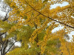 -森林公园(尖草坪区)