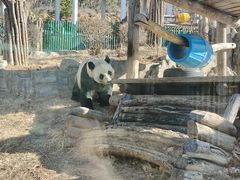 -大连森林动物园