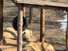 -石家庄市动物园