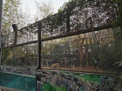 -清迈夜间动物园