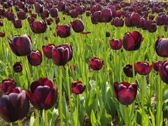 -玄武湖景区-情侣园游乐场