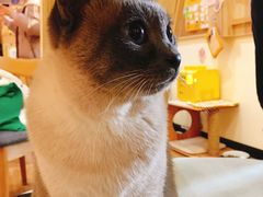 二狗子-滚猫咖啡·猫咖·猫友好撸猫(未来城店)
