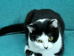 -喵屿·大理花园猫咖