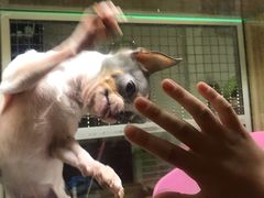 -藦茜花园宠物主题亲子互动体验馆(国顺东路店)